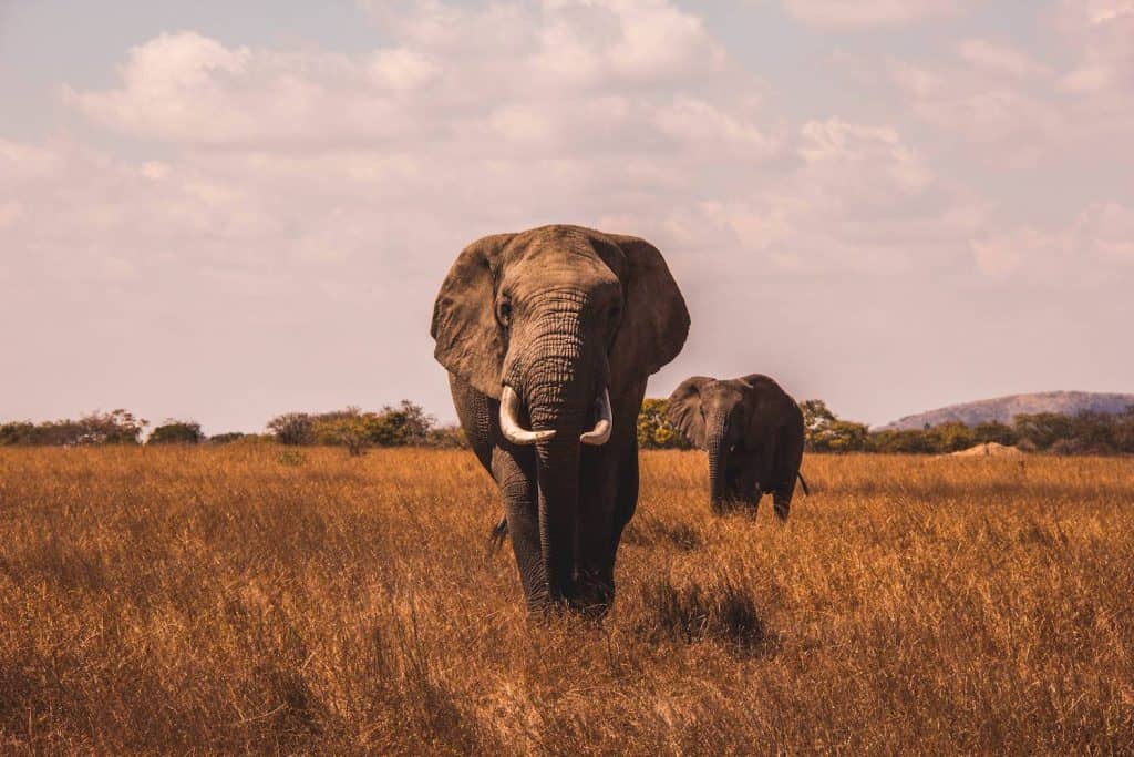 Piano Facts elephant