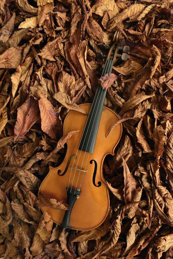 Violin Facts Violin Facts