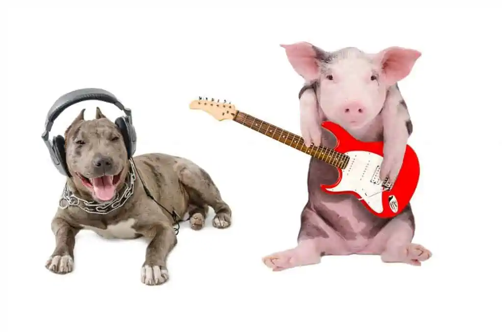 play electric guitar with other musicians