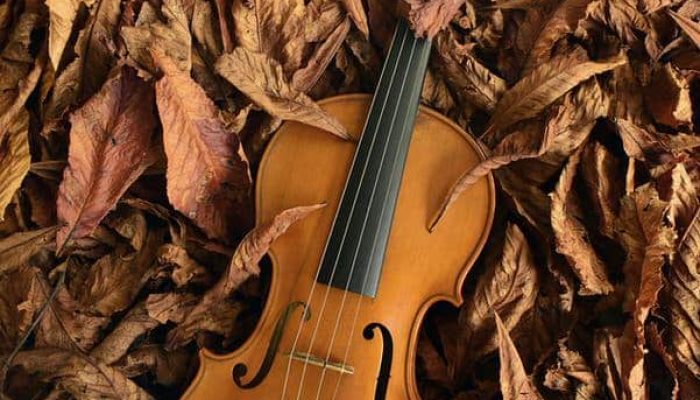 Violin Facts